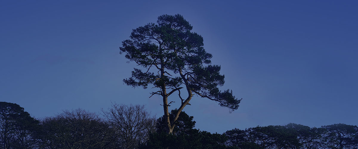 0000 017448 A1 Tree Front mtime20191018095532