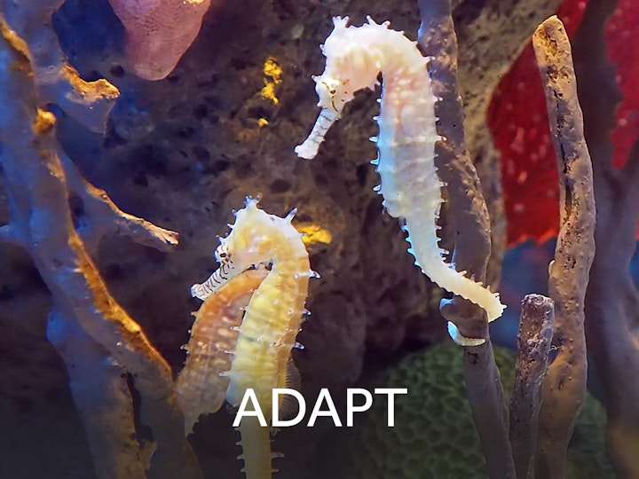 3 adapt centretext web mtime20180829141051