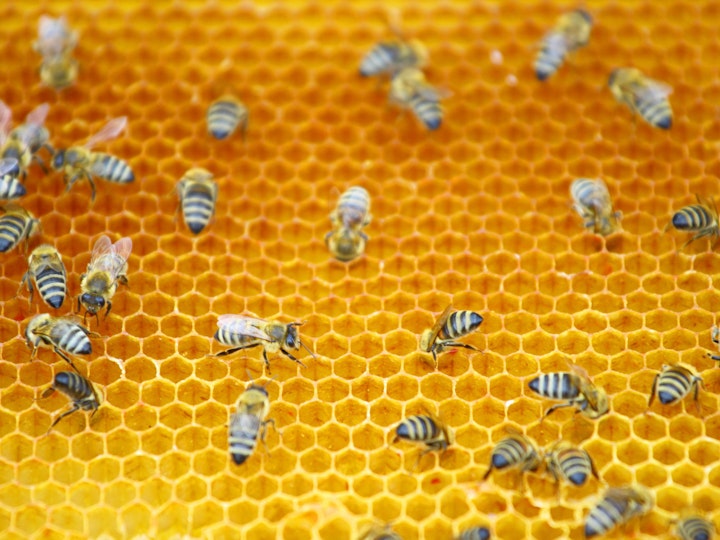 Honeycomb image