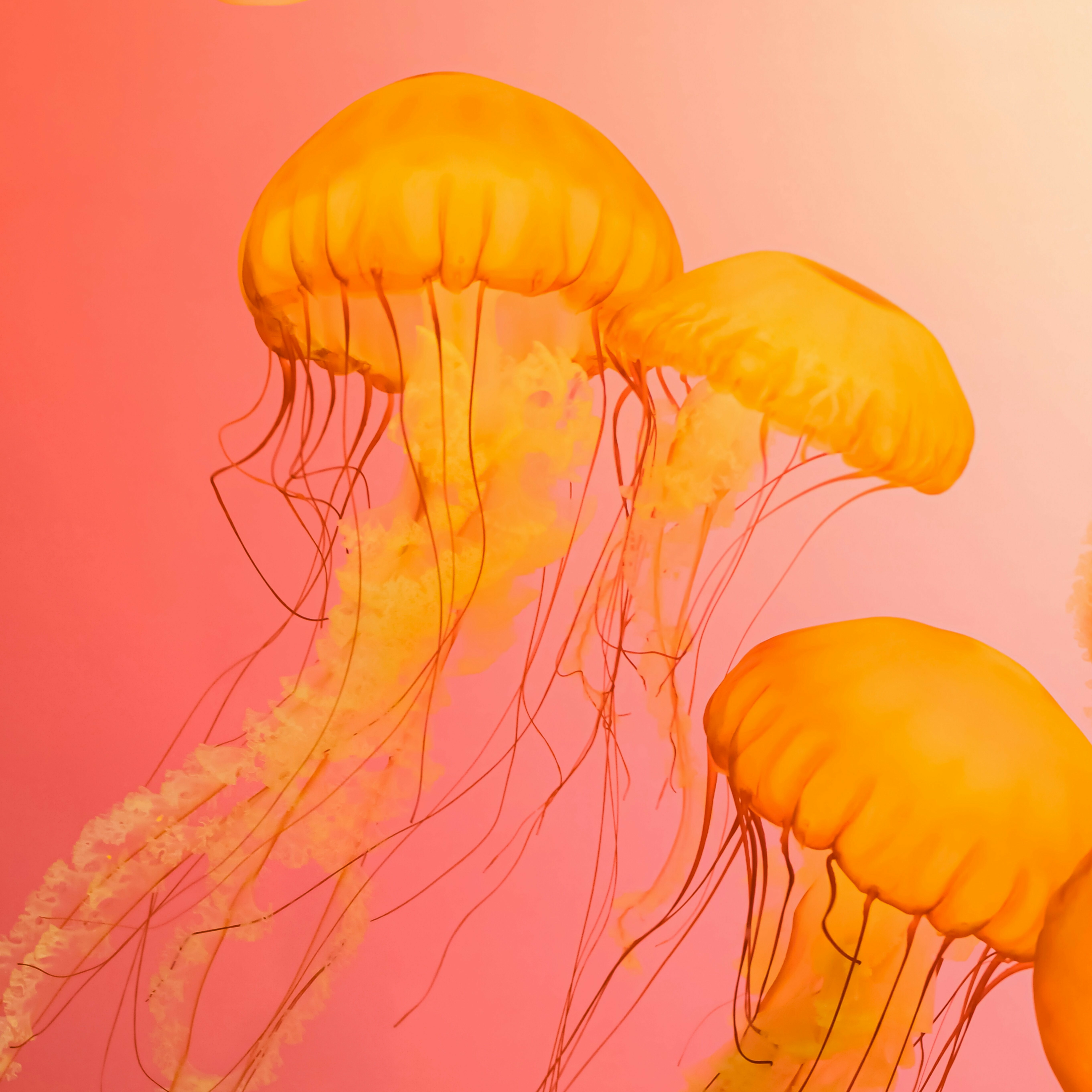 MSc Digital Innovation