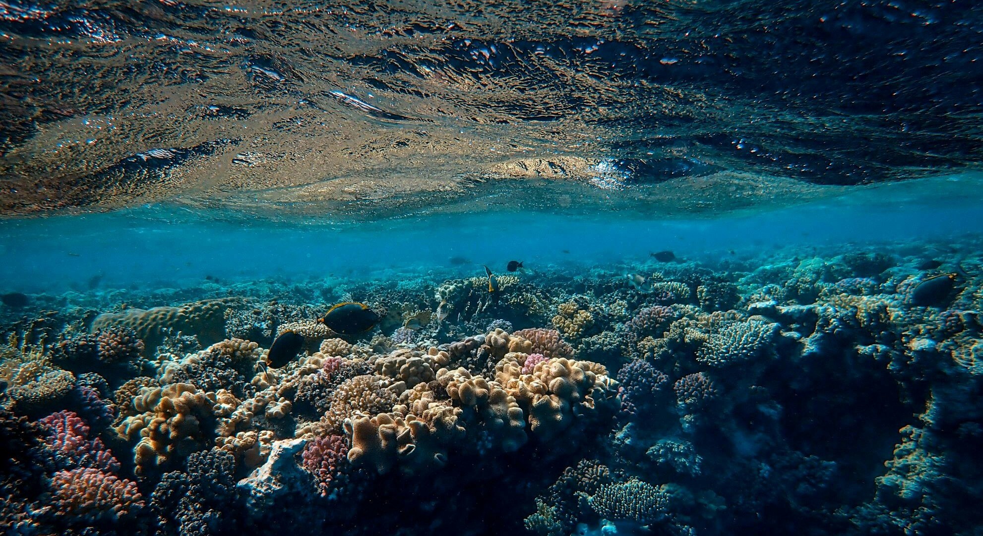 Henley Organisational Design Programme