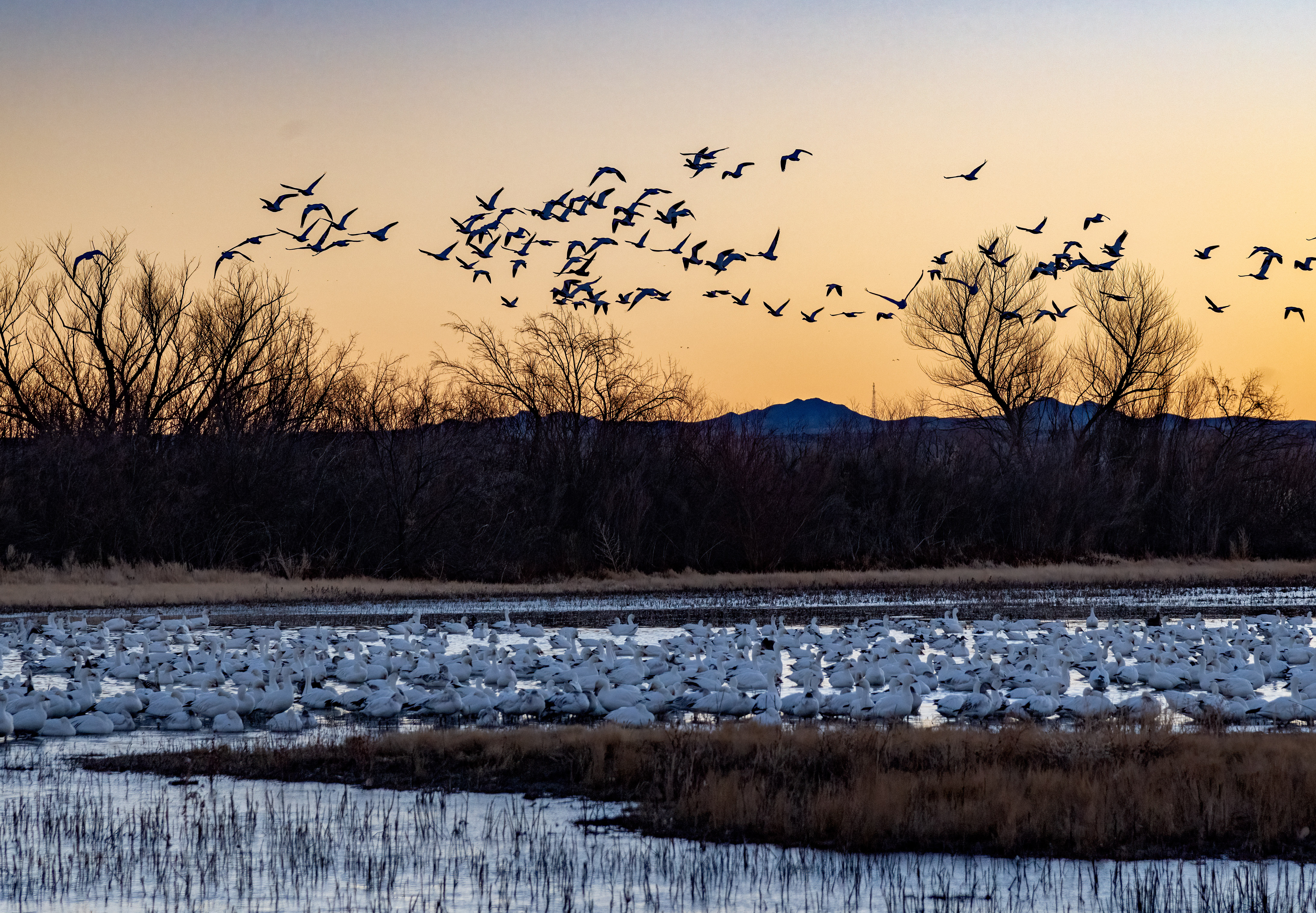 Senior Leader Apprenticeship | Leadership (+MA)