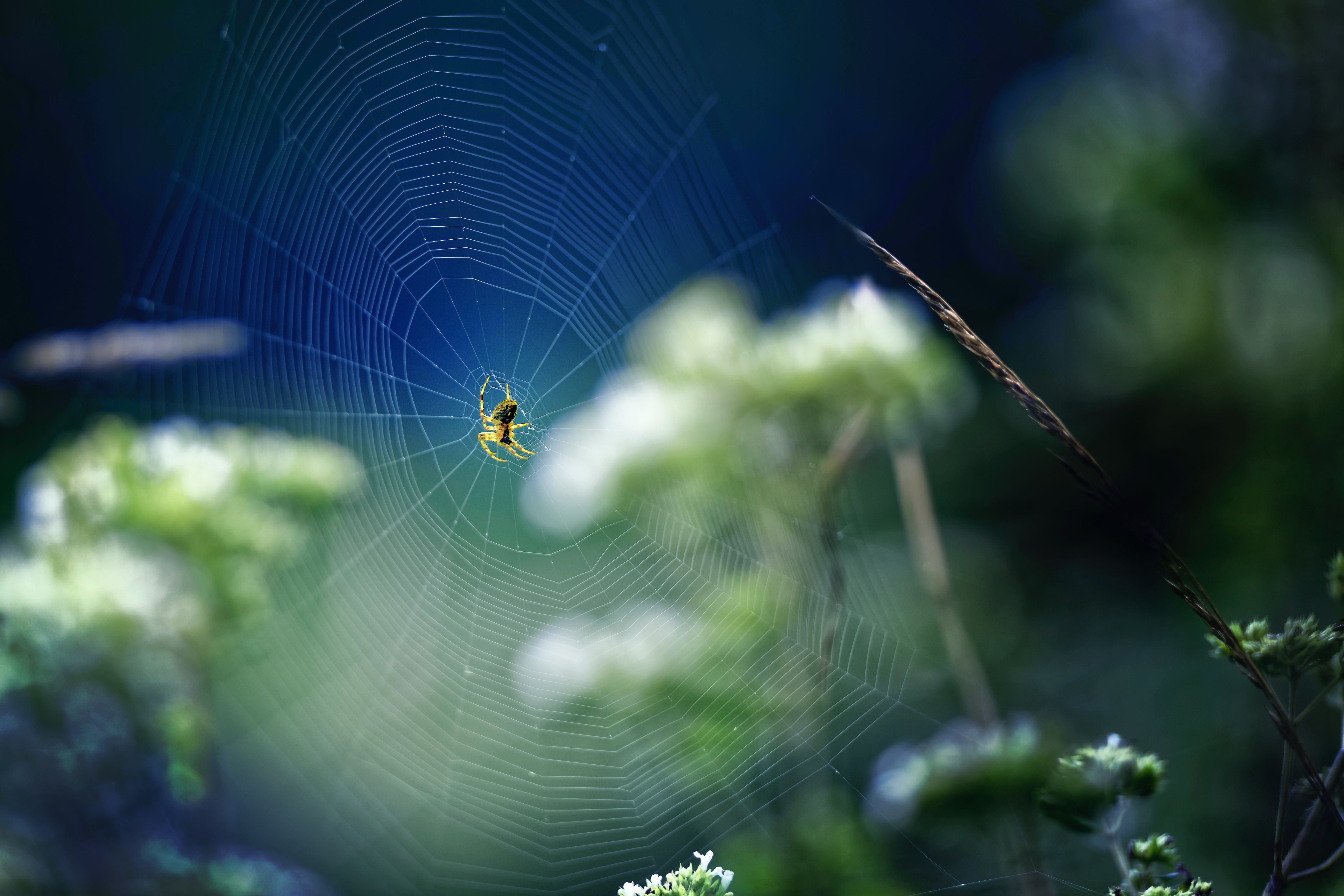 Professional Certificate in Team and Systemic Coaching