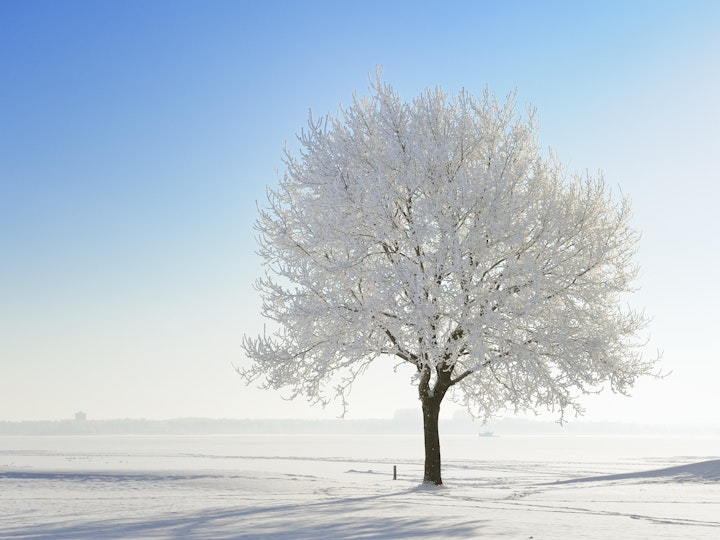 Winter Tree Image i Stock 175393339