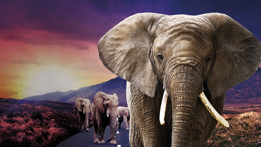 016859 A1 Henley Web Images 0003 Elephant