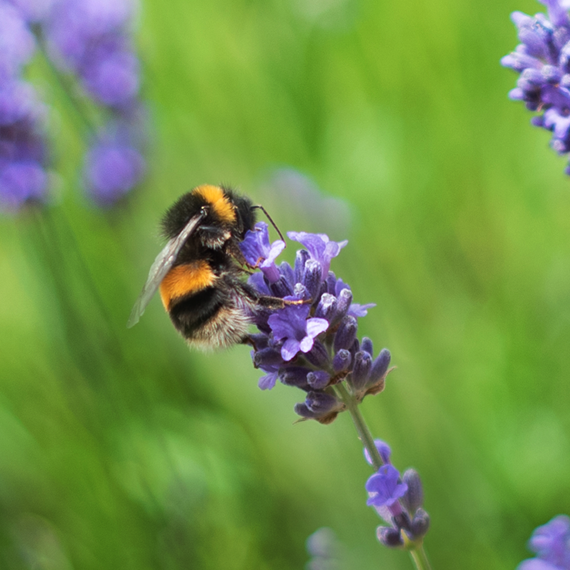 26 COA 032 MSCCBC 570x570