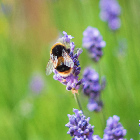 26 COA 032 PCIS 570x570