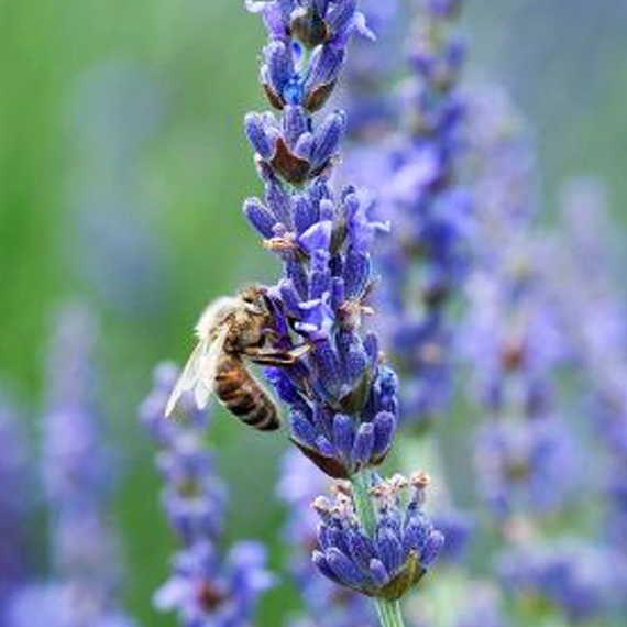 26 COA 032 PCITSC 570x570