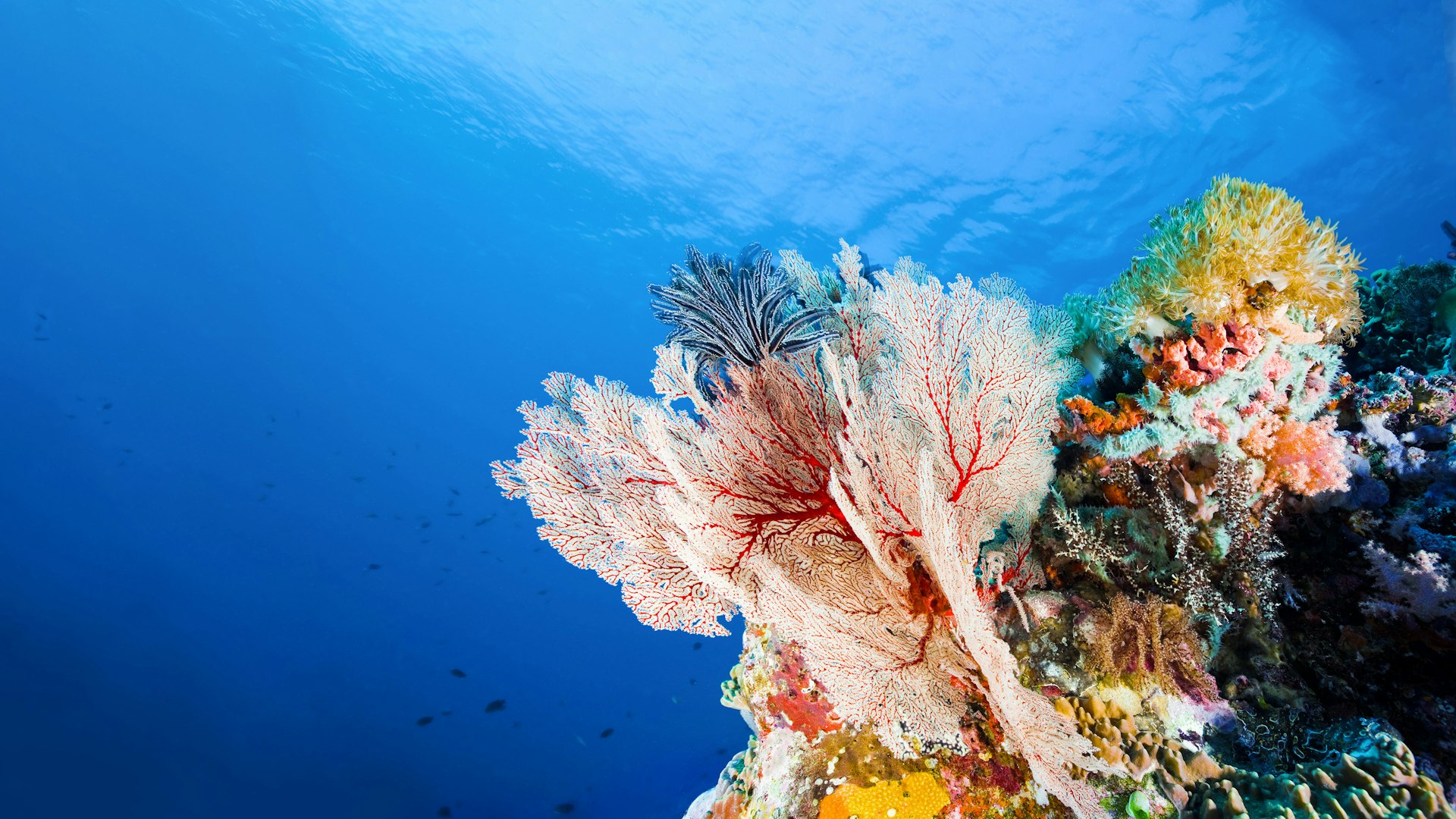 Digital and Technology Solutions Coral Reef