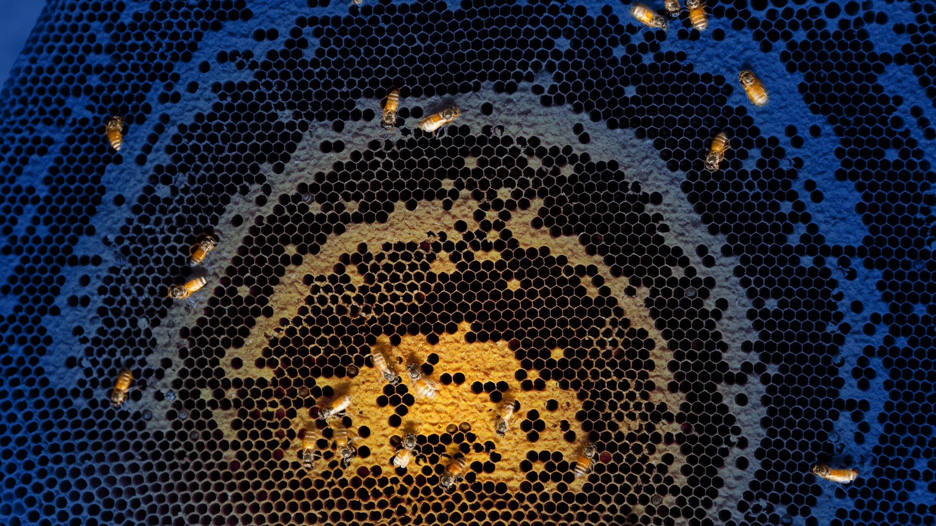 Henley Bees