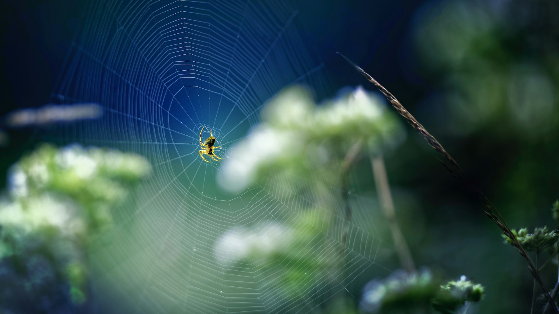 Spider web Coaching