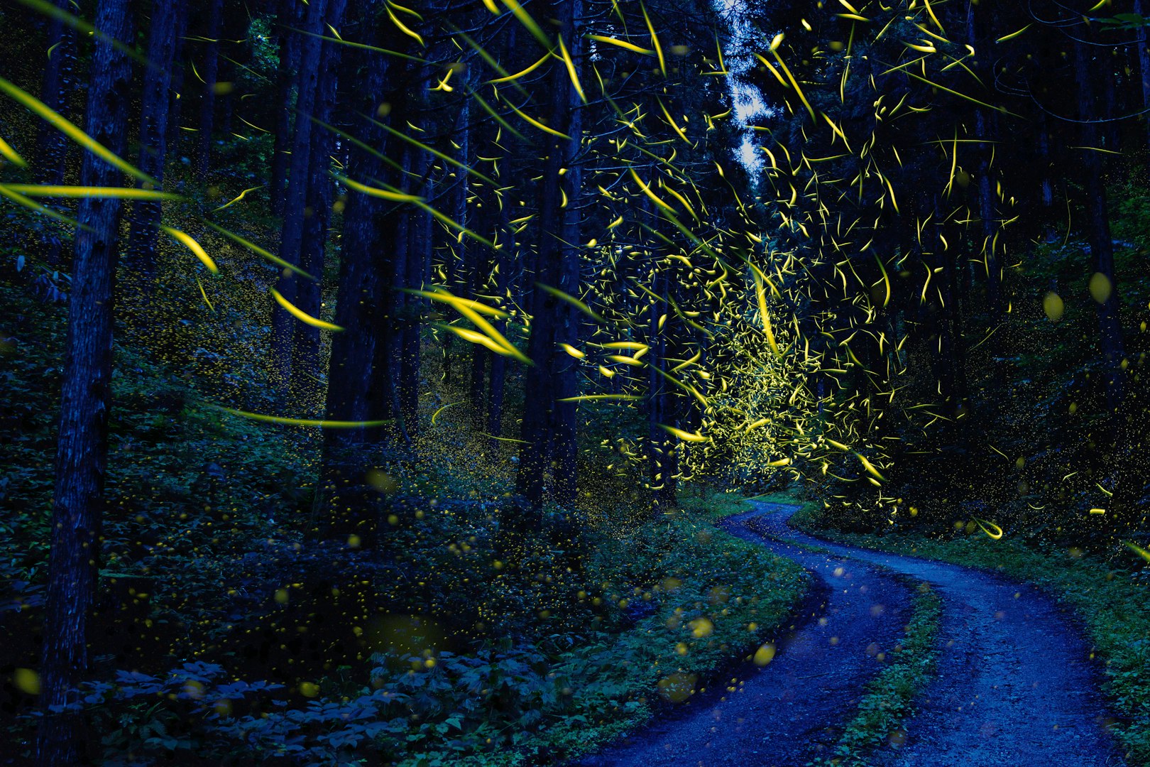 News and insights fireflies in a forest