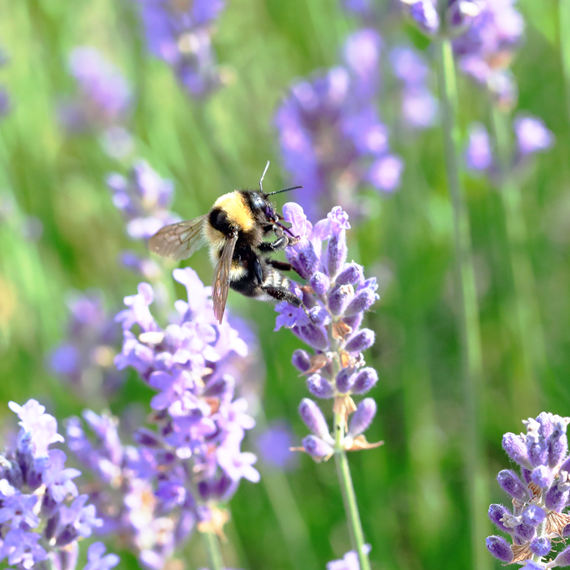 Professional Certificate in Advanced Coaching Practice