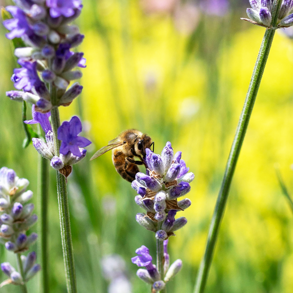 Professional Certificate in Executive Coaching