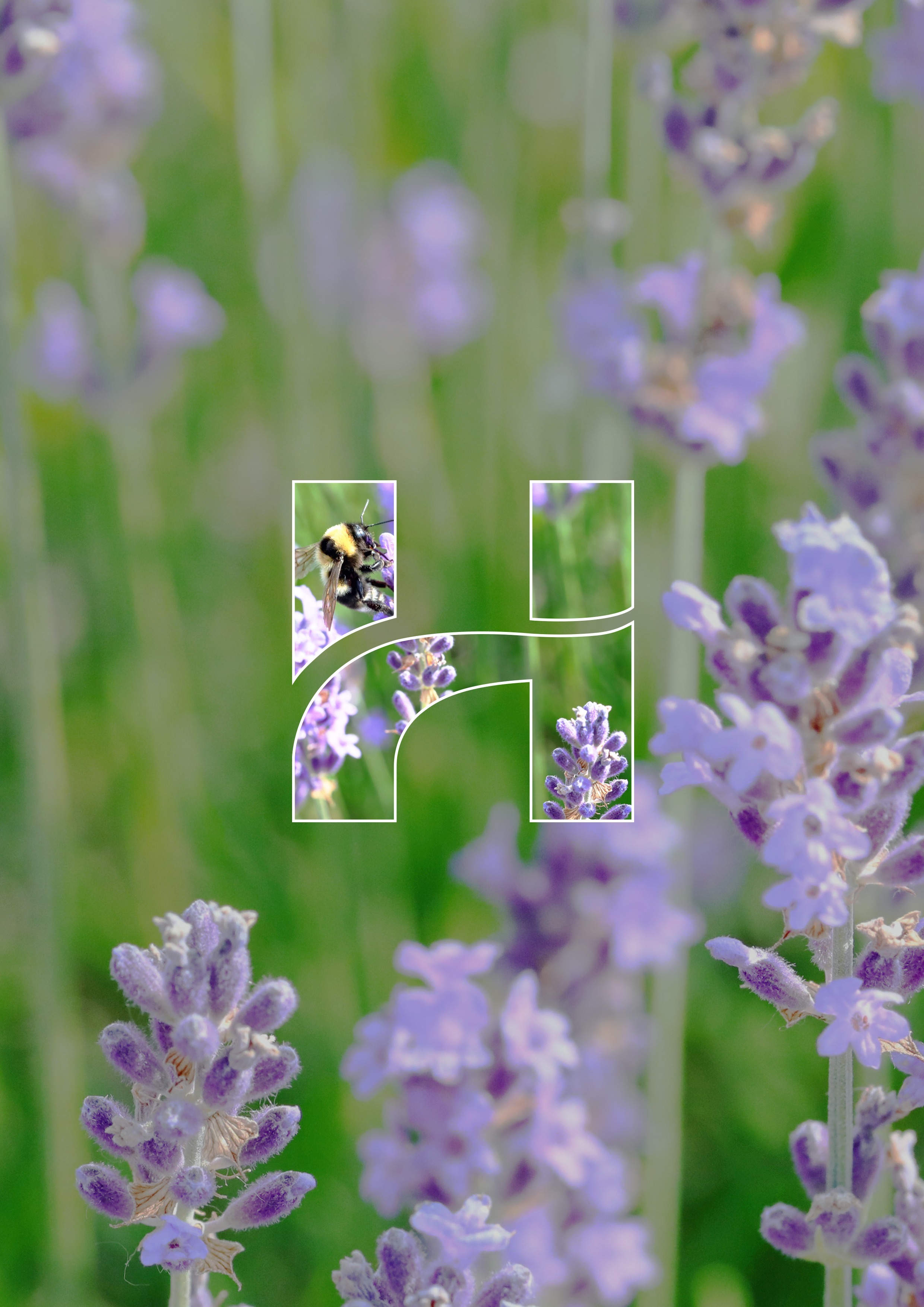 Professional Certificate in Advanced Coaching Practice