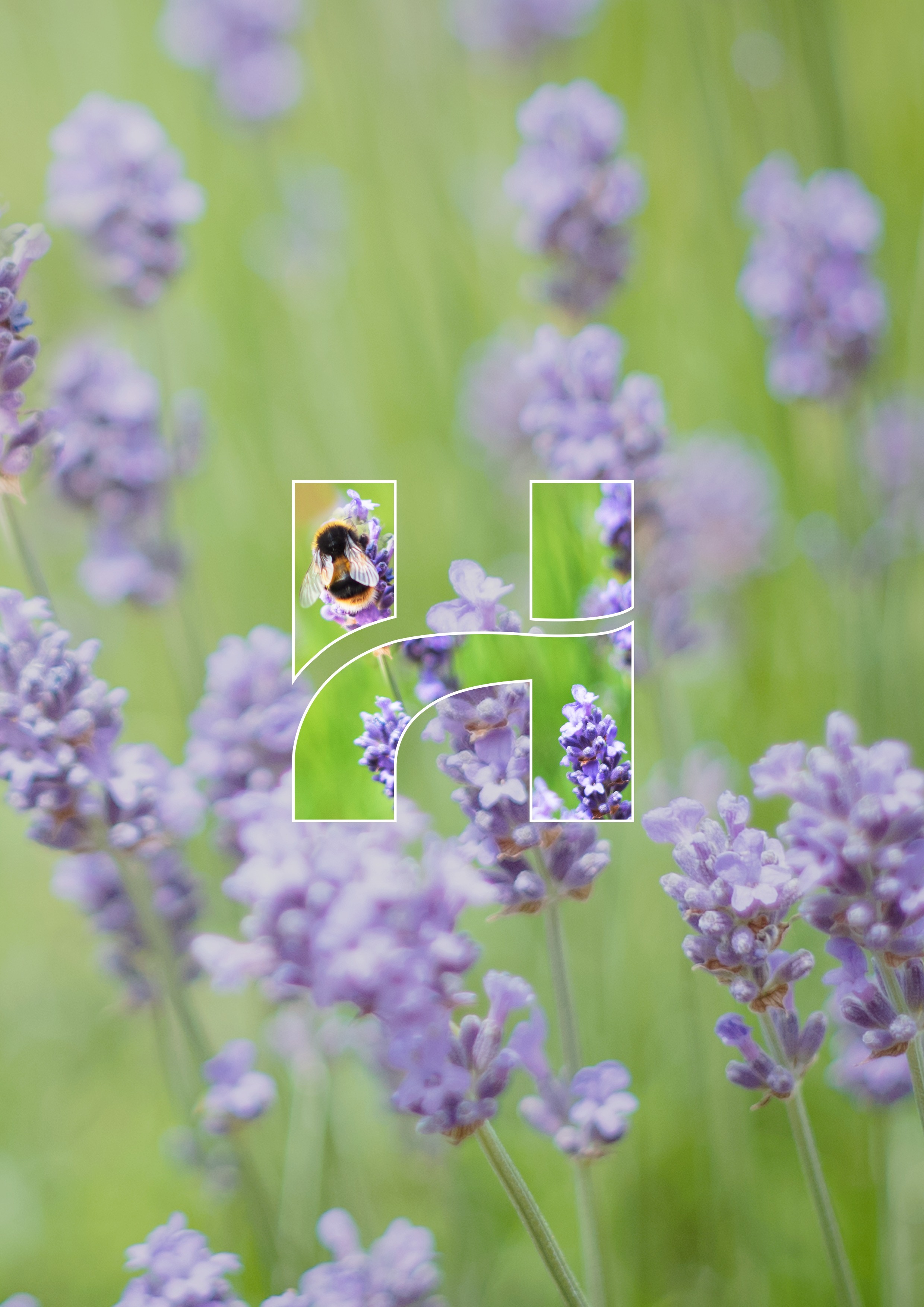 Professional Certificate in Supervision